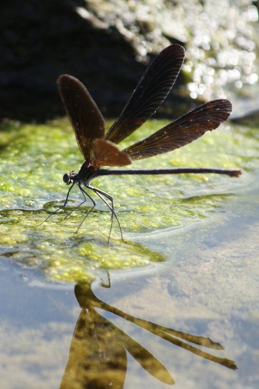 �n�O���g���{