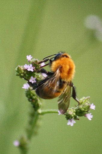 �g���}���n�i�o�`