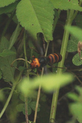 �X�Y���o�`