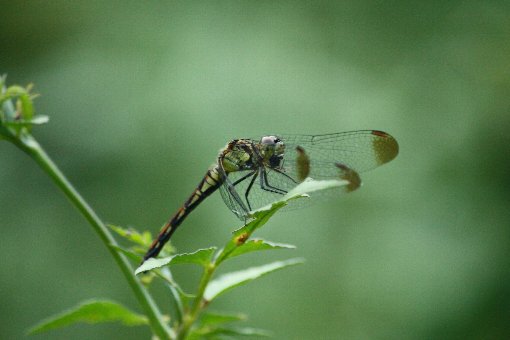 �R�m�V���g���{