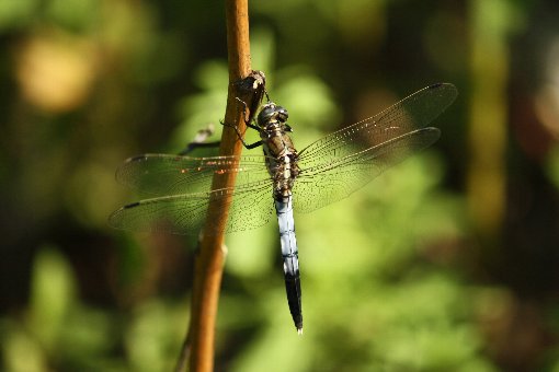 �V�I�J���g���{