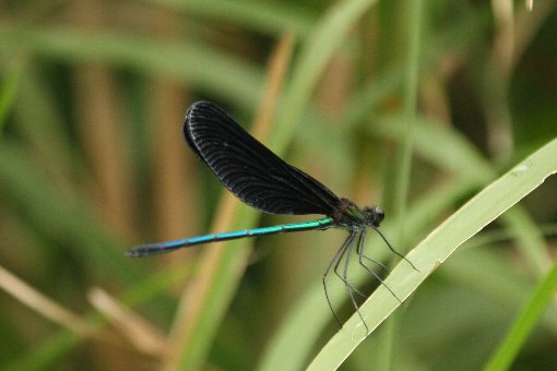 �A�I�n�^�g���{