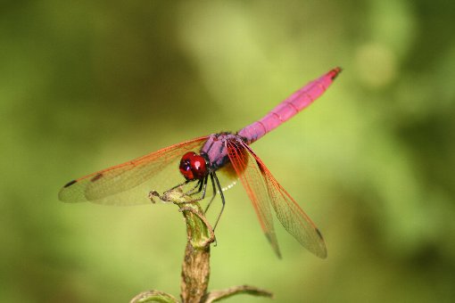 �x�j�g���{