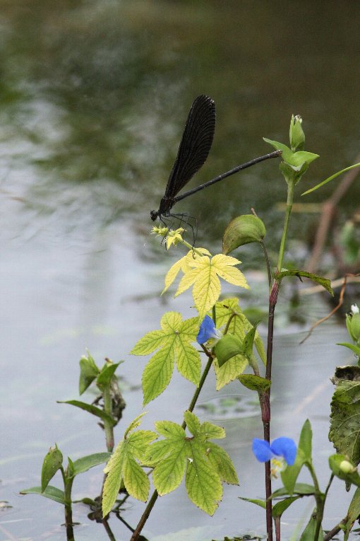 �n�O���g���{