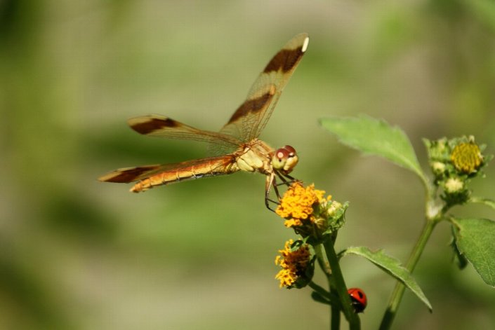 �~���}�A�J�l�ƓV����