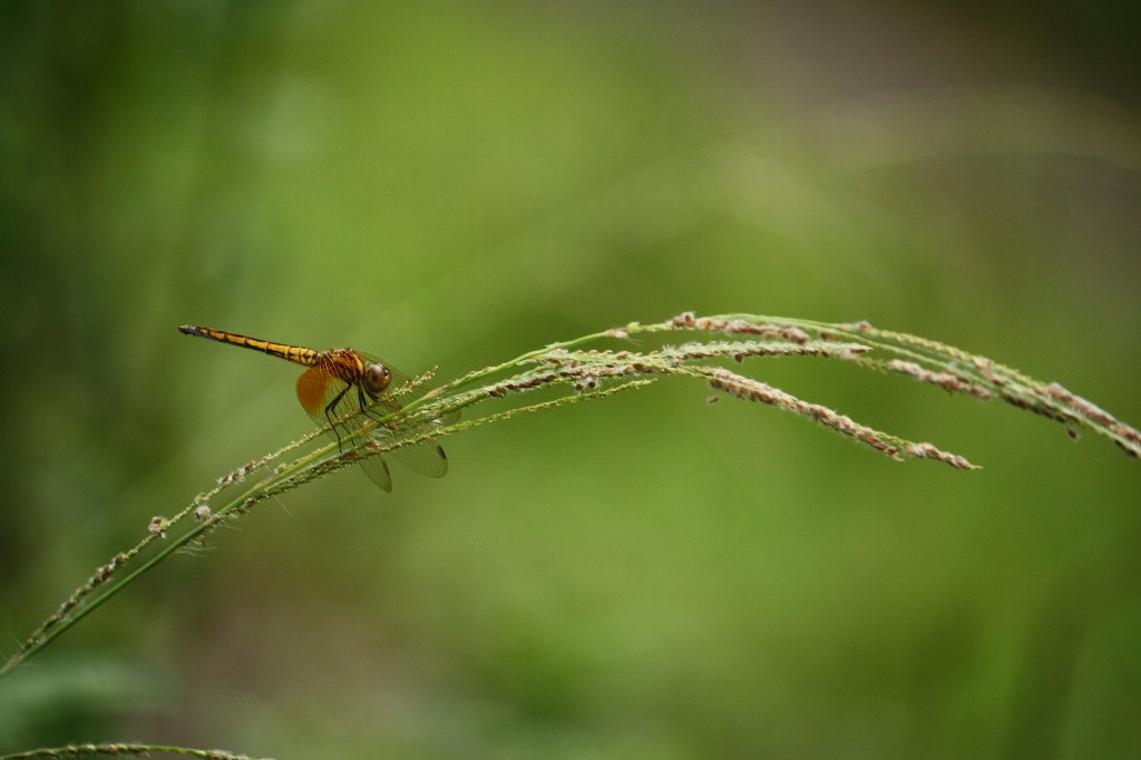 �x�j�g���{�ƃX�X�L