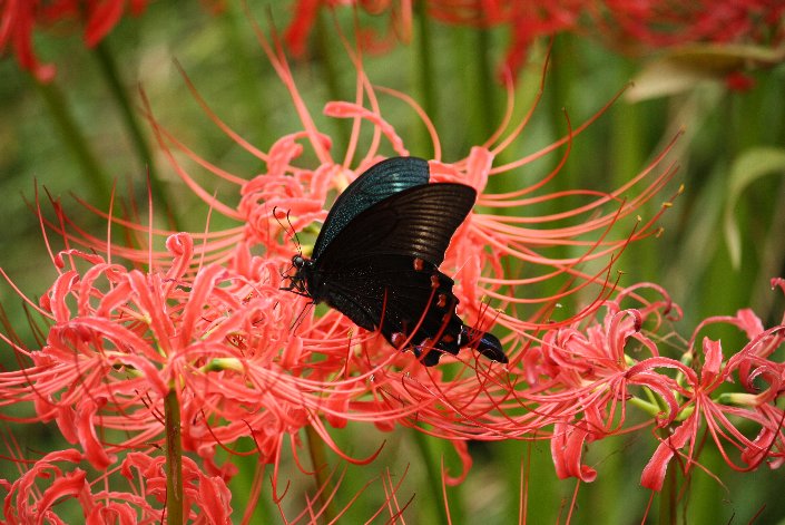 �J���X�A�Q�n