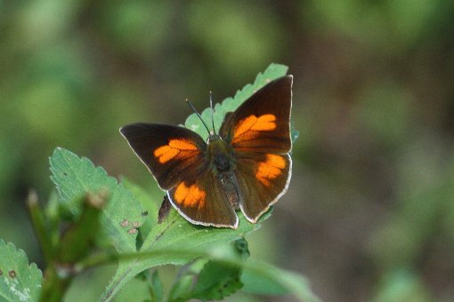 �E���M���V�W�~