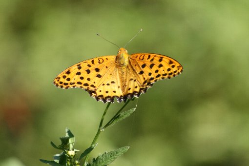 �N���K�^�q���E����