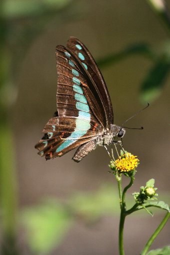 �A�I�X�W�A�Q�n