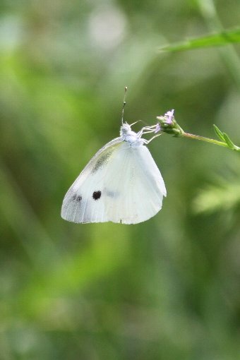 �����V���`���E