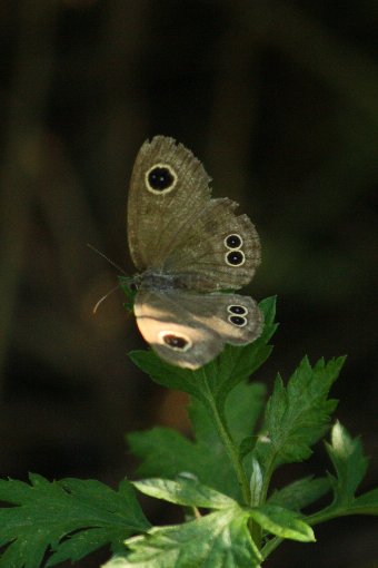 �q���E���i���W���m��