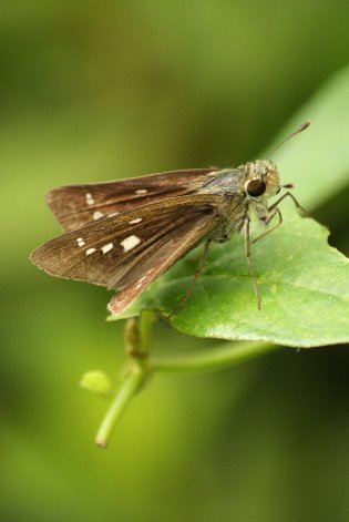 �`���o�l�Z�Z��