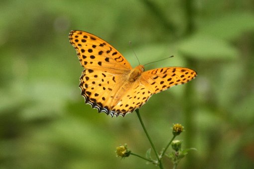 �N���K�^�q���E����