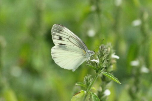 �X�W�N���V���`���E