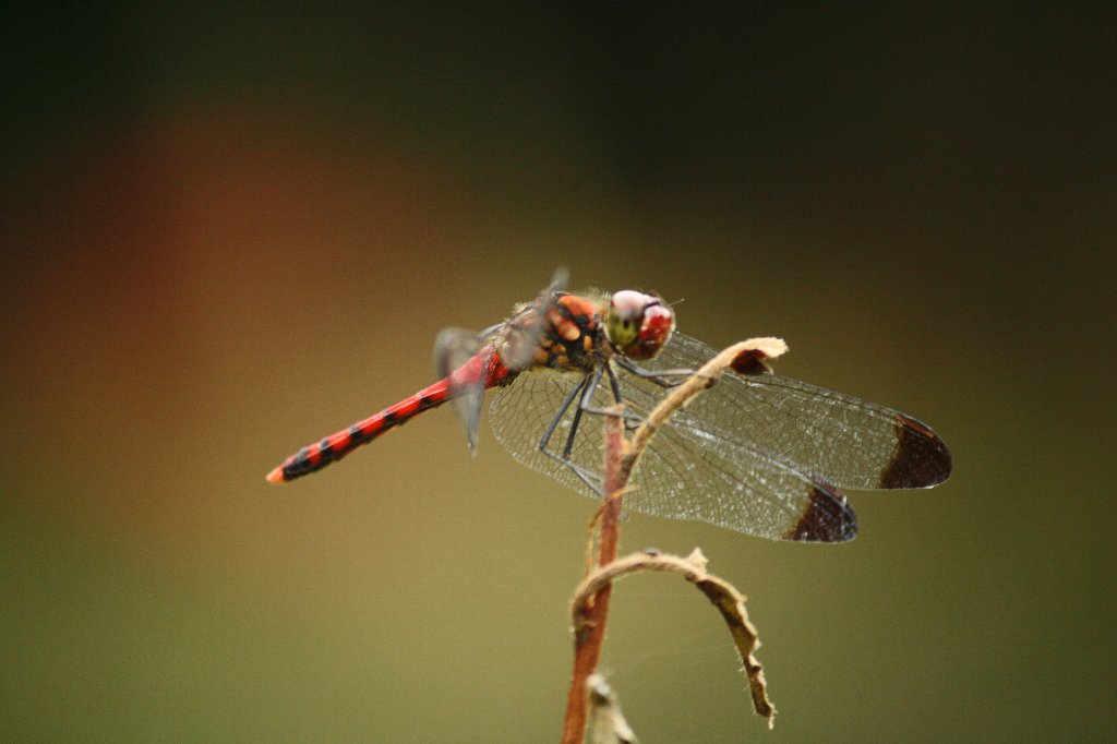 �R�m�V���g���{