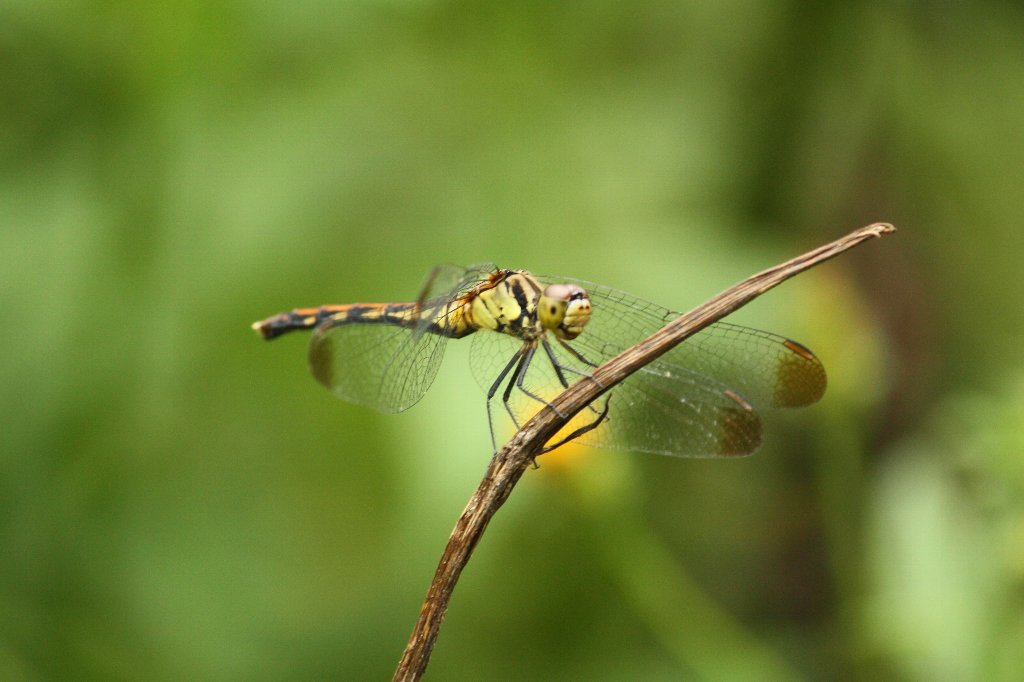 �R�m�V���g���{