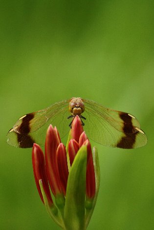 �~���}�A�J�l�Ɣފ݉�