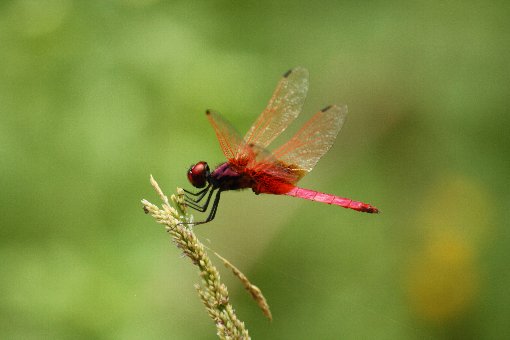 �x�j�g���{