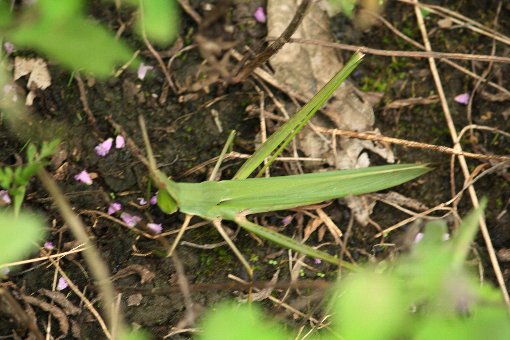 �V���E�����E�o�b�^