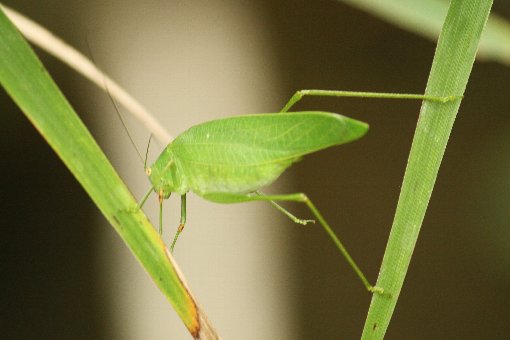 �c�����V