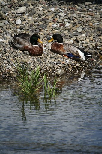 ���ǂ�����