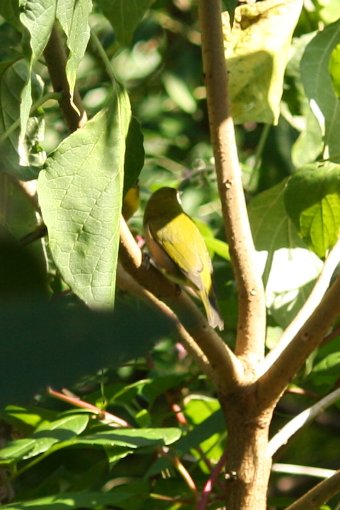 �p���������艮�̖ڔ�