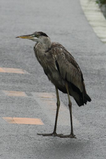 ��ʐ����ɗ]�O�̂Ȃ���H