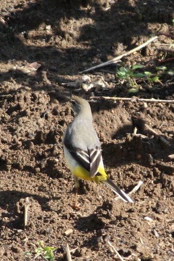 �������������Ă���L�Z�L���C