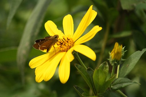 �C�`�����W�Z�Z���Ƌe��