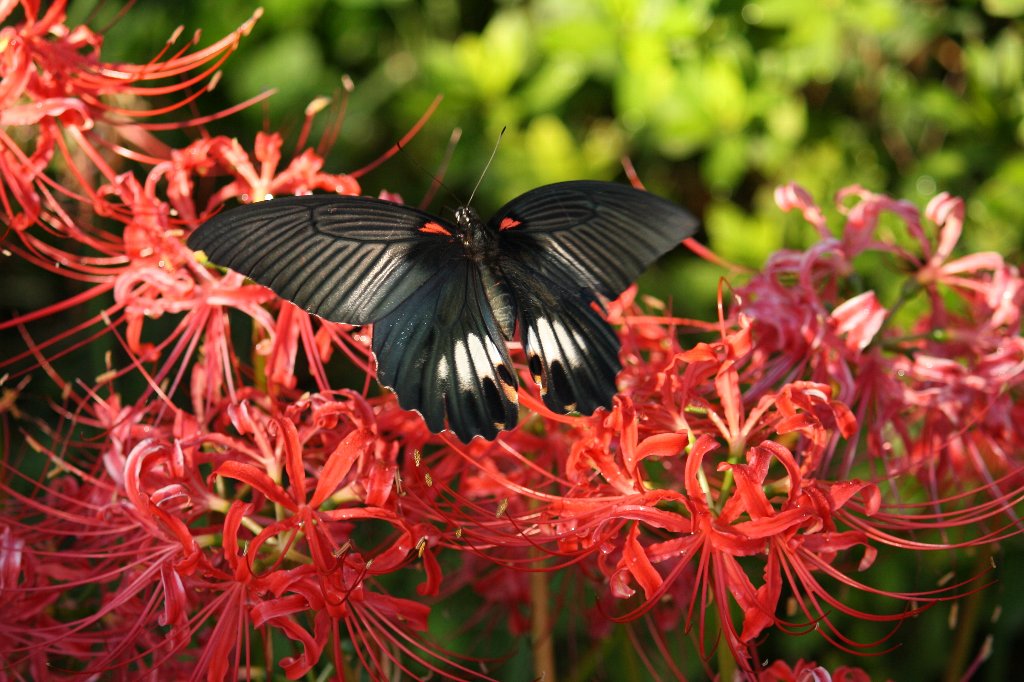 �i�K�T�L�A�Q�n