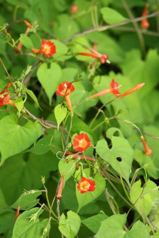 �ۗt�~�g��