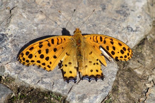 �c�}�O���q���E����