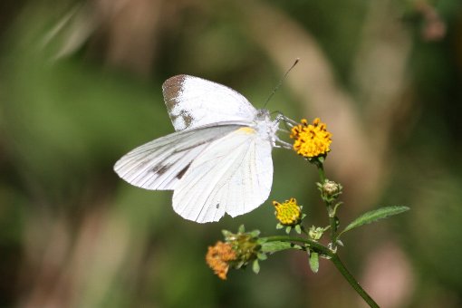 �����V���`���E