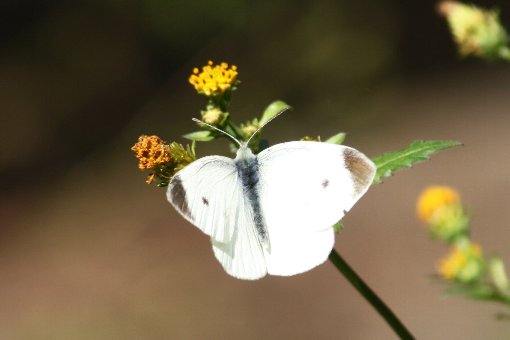 �����V���`���E