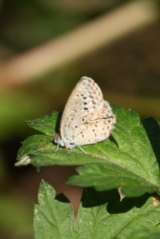 ���}�g�V�W�~