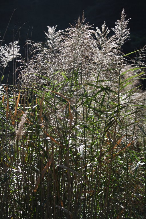 �A�V�i���V�j