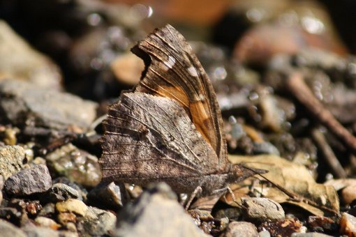 �e���O�`���E