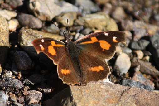 �e���O�`���E