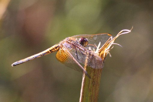 �x�j�g���{��