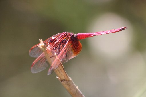 �x�j�g���{��