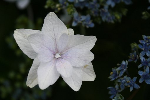 ���c�̉ԉ�