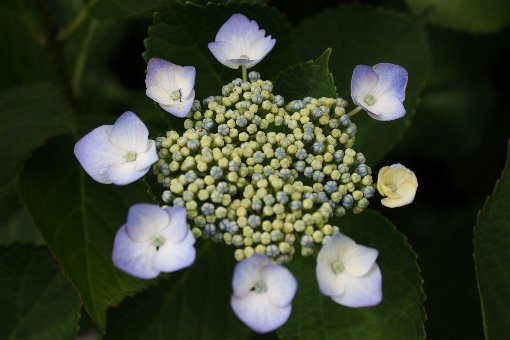 ���c�̉ԉ�