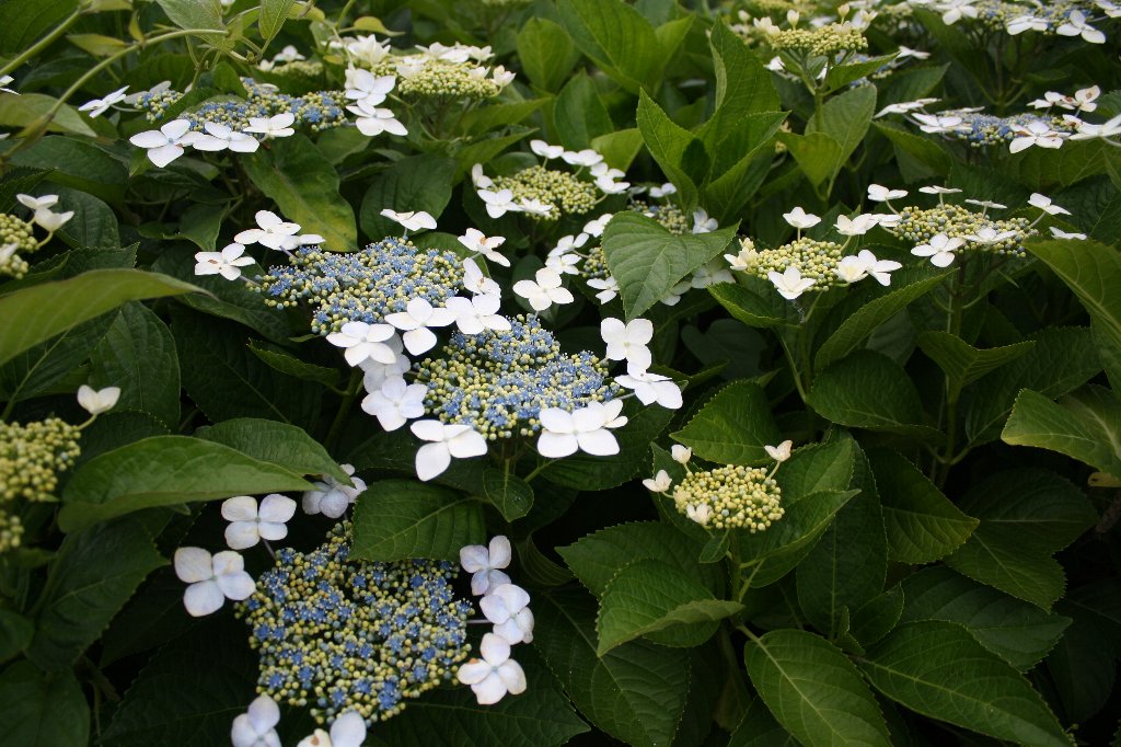 ���c�̉ԉ�