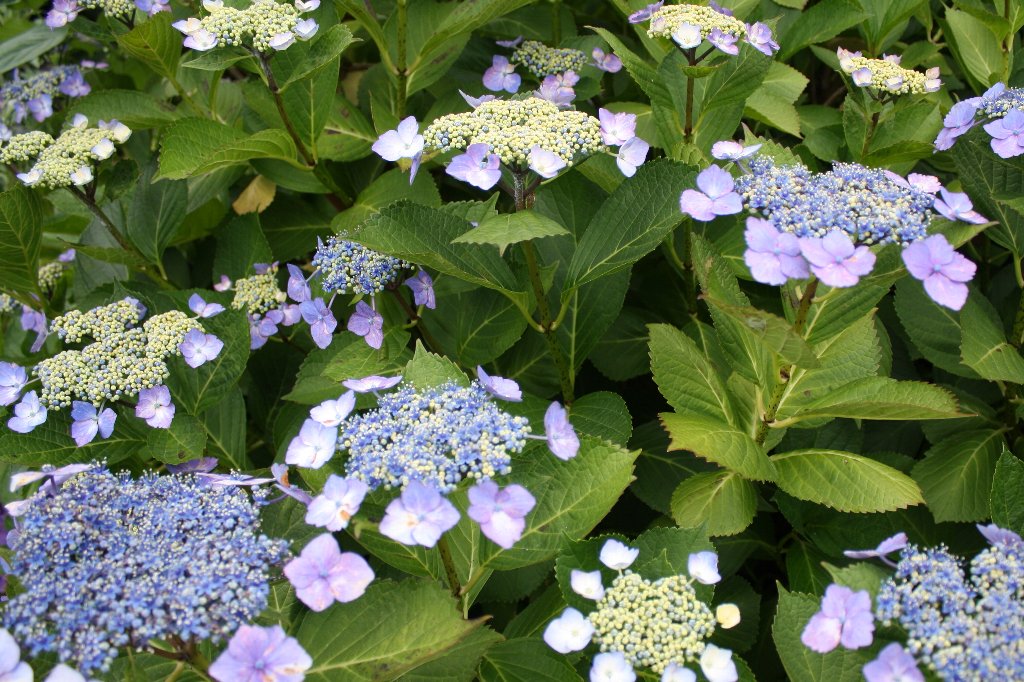 ���c�̉ԉ�