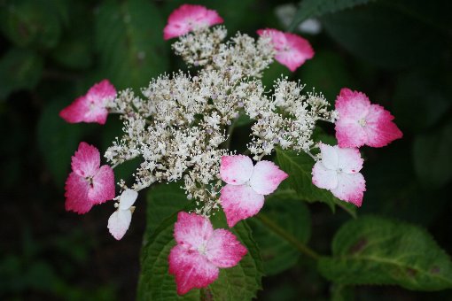 ���c�̉ԉ�