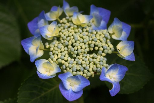 ���c�̉ԉ�