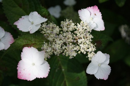 ���c�̉ԉ�