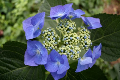 ���c�̉ԉ�