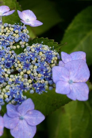 ���c�̉ԉ�